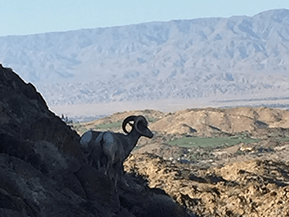 ram in the desert