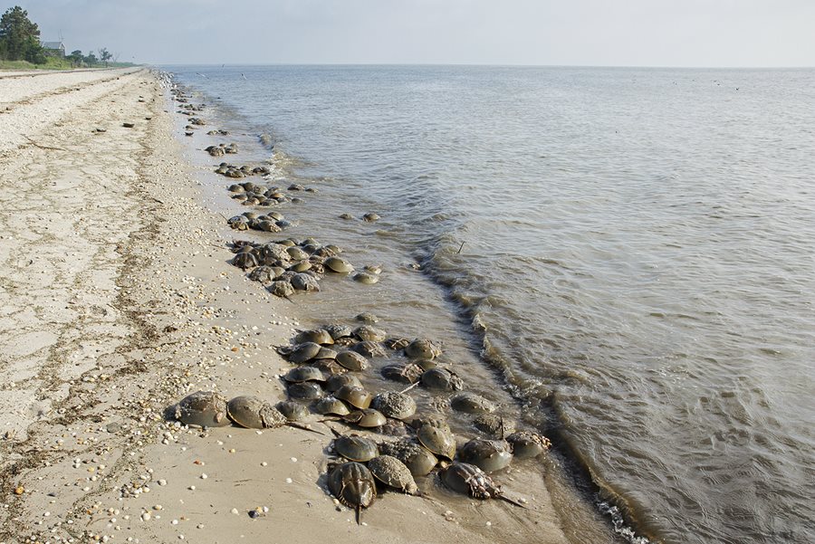 International Horseshoe Crab Day   Photo 3 